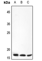 1 - Anti-FR gamma Antibody AP53670