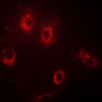 3 - Anti-GAD1/2 Antibody AP53671