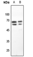 1 - Anti-GAD1/2 Antibody AP53671