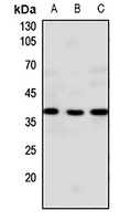 1 - Anti-GPR20 Antibody AP53674