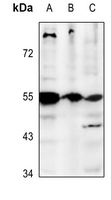 1 - Anti-GPR25 Antibody AP53675
