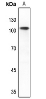 1 - Anti-mGLUR2 Antibody AP53676