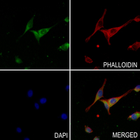 3 - Anti-Granzyme B/H Antibody AP53677