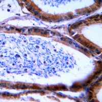 19 - Anti-Granzyme B/H Antibody AP53677