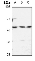 1 - Anti-hnRNP H Antibody AP53679