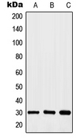 1 - Anti-HOXA11/D11 Antibody AP53680
