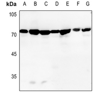 1 - Anti-GRP75 Antibody AP53684