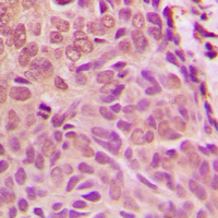 19 - Anti-SMAD1 Antibody AP53686