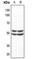 1 - Anti-SMAD1 Antibody AP53686
