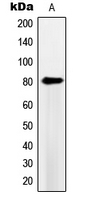 1 - Anti-PDE4B/C/D Antibody AP53693
