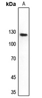 1 - Anti-DNA Polymerase delta 1 Antibody AP53695