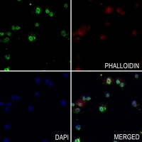 3 - Anti-ARD1 Antibody AP53696