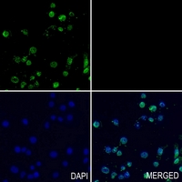 3 - Anti-AMPK alpha 1/2 Antibody AP53697
