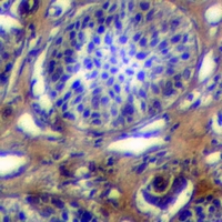19 - Anti-PTP kappa Antibody AP53699