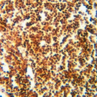 19 - Anti-RPL11 Antibody AP53700