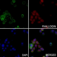 3 - Anti-MCT8 Antibody AP53702