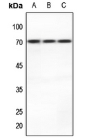 1 - Anti-MCT8 Antibody AP53702