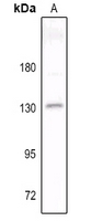 1 - Anti-Contactin 2 Antibody AP53704