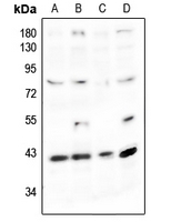 1 - Anti-Podocin Antibody AP53710