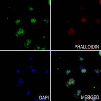 3 - Anti-RPC Antibody AP53712