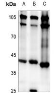 1 - Anti-RPC Antibody AP53712