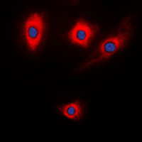 3 - Anti-Kalirin Antibody AP53717