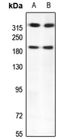 1 - Anti-Kalirin Antibody AP53717