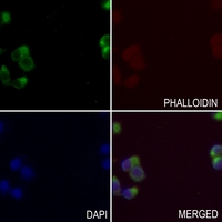 3 - Anti-TBX18 Antibody AP53718