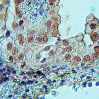 19 - Anti-SFRS11 Antibody AP53720