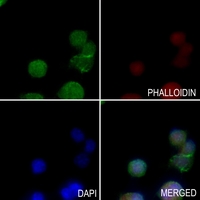 3 - Anti-PSMD6 Antibody AP53722