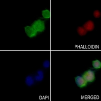 3 - Anti-OXSR1 Antibody AP53723