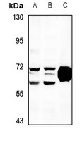 1 - Anti-OXSR1 Antibody AP53723