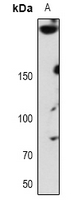 1 - Anti-ABCA7 Antibody AP53727
