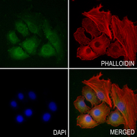 3 - Anti-RGL1 Antibody AP53729