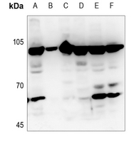 1 - Anti-JIP2 Antibody AP53730