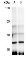 1 - Anti-Angiopoietin-4 Antibody AP53733