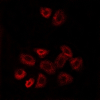 3 - Anti-GPRC5B Antibody AP53734