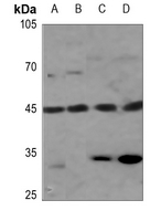 1 - Anti-GPRC5B Antibody AP53734