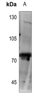 1 - Anti-CLIP4 Antibody AP53735