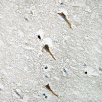 19 - Anti-NBPF-pan Antibody AP53738