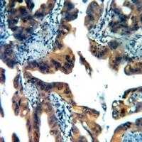 19 - Anti-CABP4 Antibody AP53739