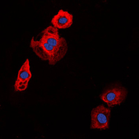3 - Anti-Collagen 20 alpha 1 Antibody AP53740