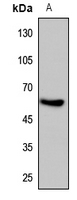 1 - Anti-HIF3 alpha Antibody AP53741