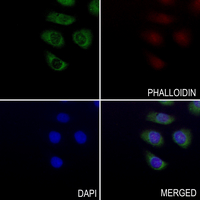 3 - Anti-NRSN2 Antibody AP53743
