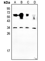 1 - Anti-NRSN2 Antibody AP53743