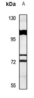 1 - Anti-SYT16 Antibody AP53744