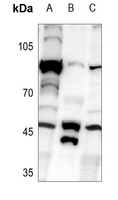 1 - Anti-RELT Antibody AP53747