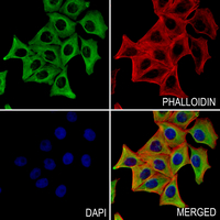 3 - Anti-Alpha-tubulin 3C/D/E Antibody AP53748