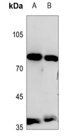 1 - Anti-PIK3R6 Antibody AP53751