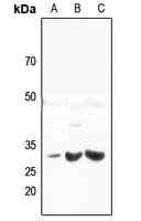 1 - Anti-HLA-DQB2 Antibody AP53758